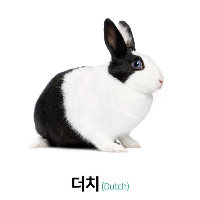 토끼 유리야. 난 너에게서 떨어지지 않을거야. 후.후.후.후. | 콜리